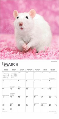 2025 BrownTrout Rats 12" x 12" Monthly  Wall Calendar (9781975477615)