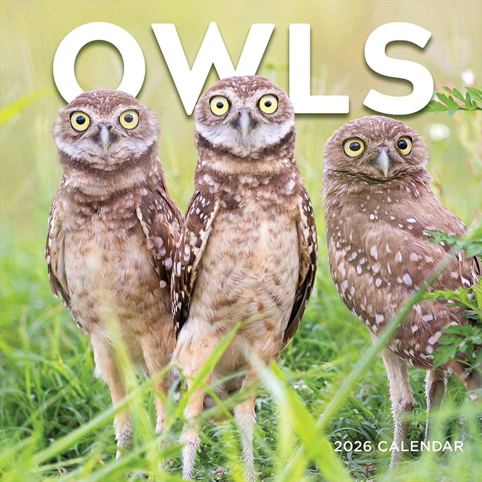 2026 TF Publishing Owls 12 x 12 Monthly Wall Calendar (26-1044)