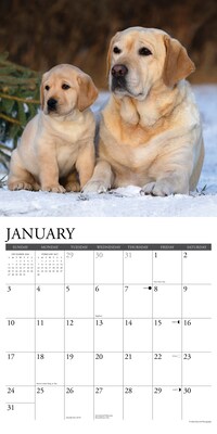 2027 Willow Creek Labs  12" x 12" Monthly Wall Calendar (60988)