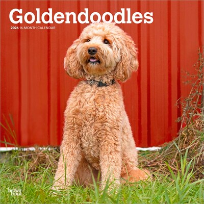 2026 BrownTrout Goldendoodles 12 x 12 Monthly Wall Calendar (9798330703500)