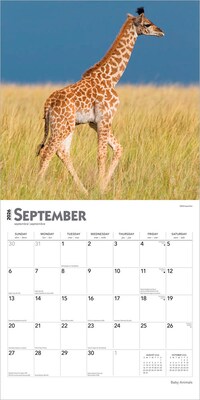 2026 BrownTrout Baby Animals 12" x 12" Monthly Wall Calendar (9798330702244)