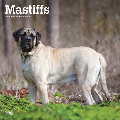 2025 BrownTrout Mastiffs 12 x 12 Monthly Square Wall Calendar (9781975477417)