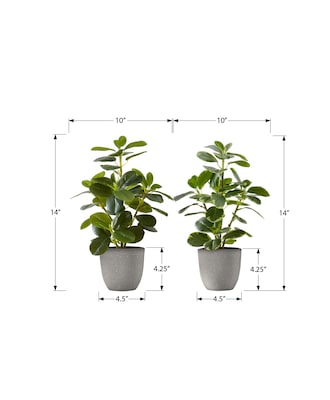 Monarch Specialties Inc. 14" Artificial Ficus Elastica Plant in Pot, 2/Set (I 9558)
