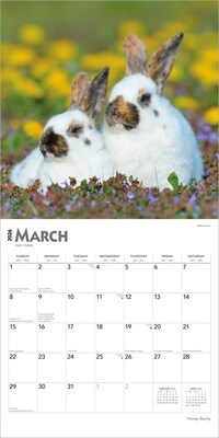 2026 BrownTrout Honey Bunny 12" x 12" Monthly Wall Calendar (9798330703654)