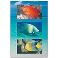 Medical Arts Press® Veterinary Standard 4x6 Postcards; Colorful Fish