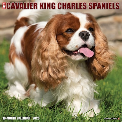 2025 Willow Creek Just Cavalier King Charles Spaniels 12 x 12 Monthly Wall Calendar (42274)