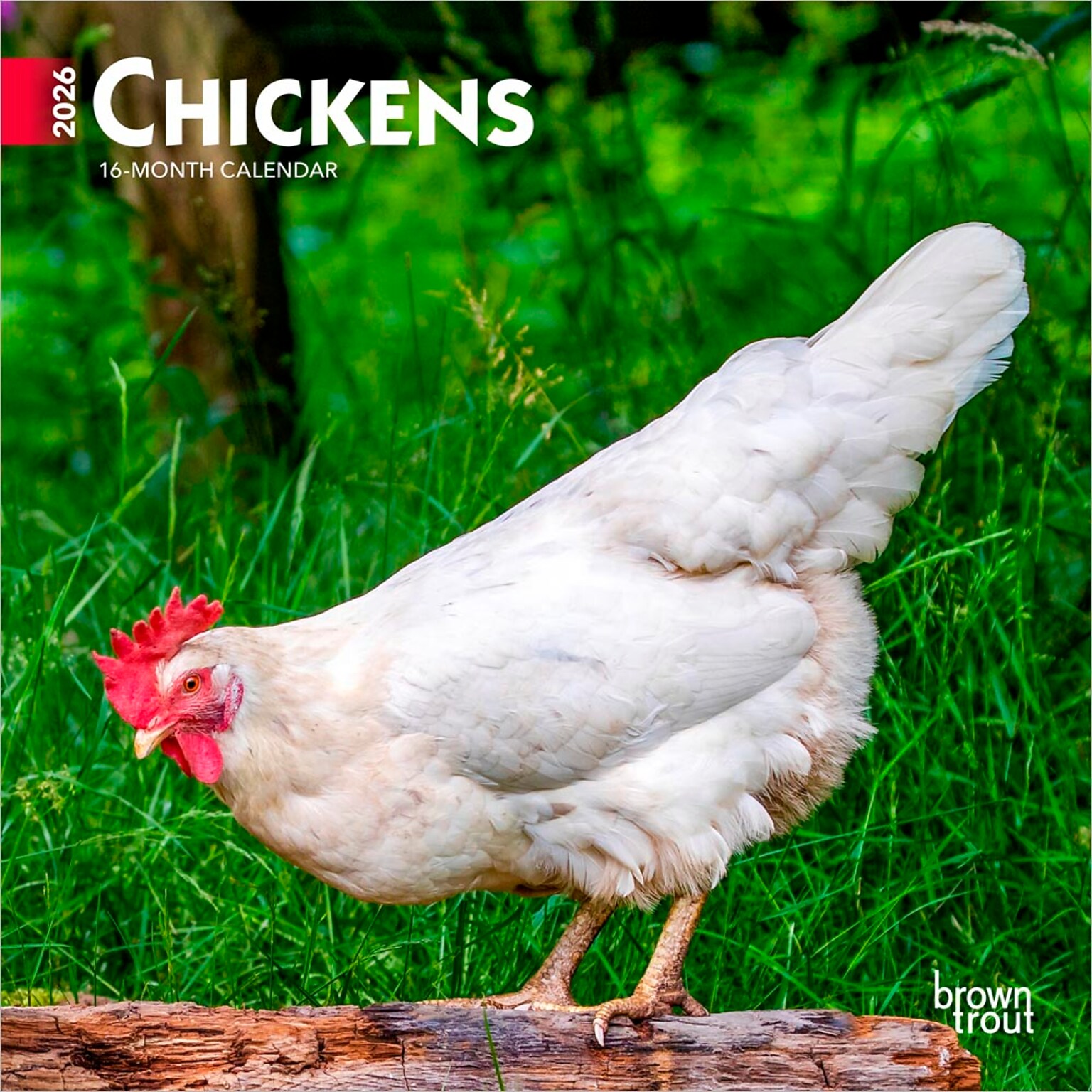 2026 BrownTrout Chickens 7 x 7 Monthly Wall Calendar (9798330702879)