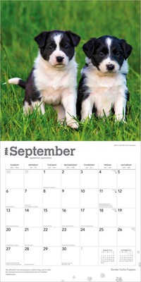 2026 BrownTrout Border Collie Puppies 12" x 12" Monthly Wall Calendar (9798330702541)
