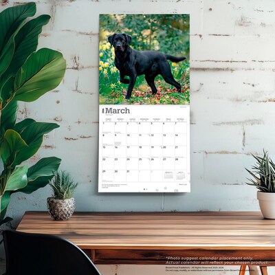 2026 BrownTrout Black Labrador Retrievers 12" x 12" Monthly Wall Calendar (9798330704248)