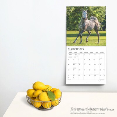 2025 Plato Magnificent Horses 12" x 12" Monthly Square Wall Calendar (9781975478995)