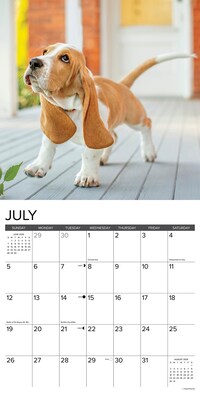 2026 Willow Creek Basset Hound Puppies 12" x 12" Monthly Wall Calendar (50088)