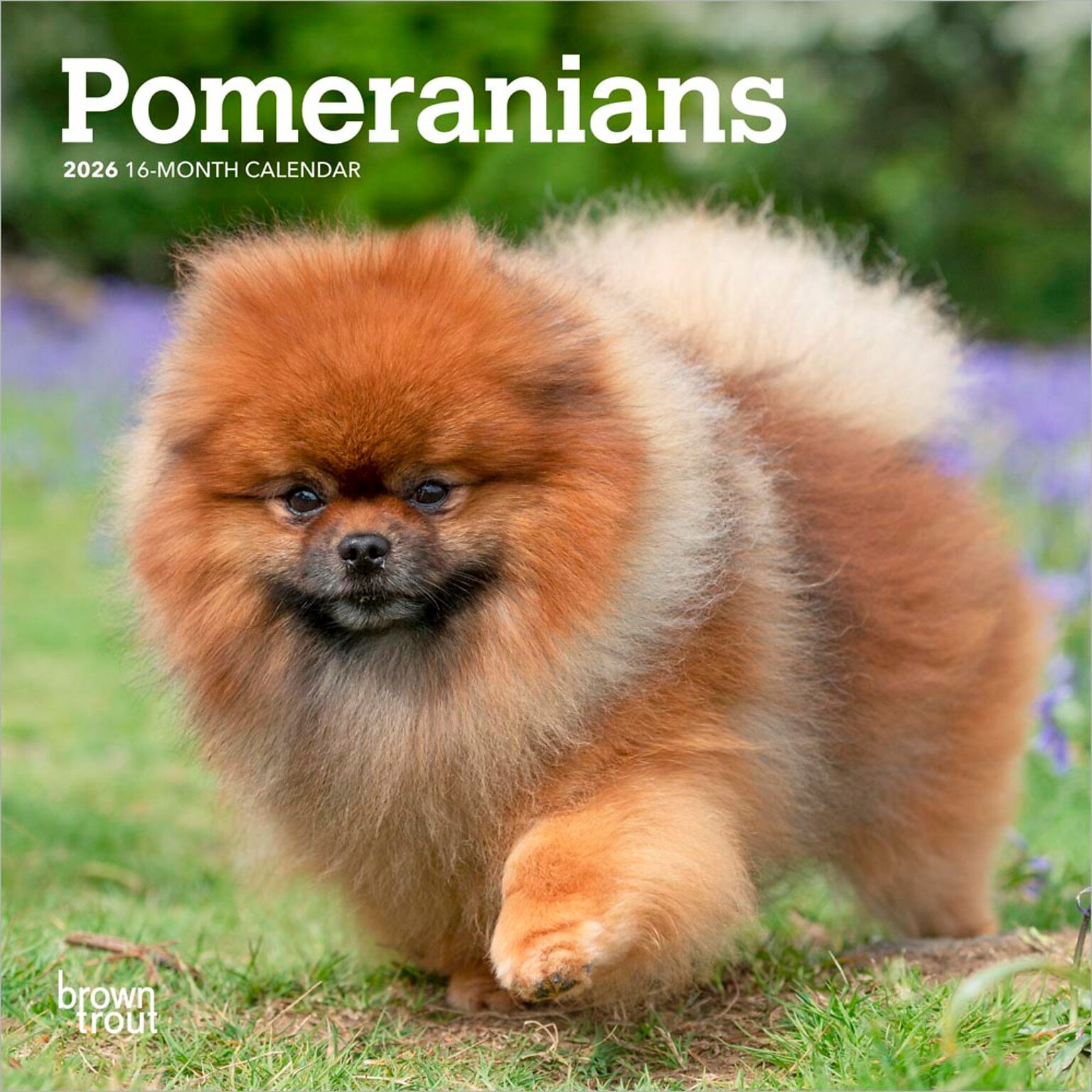 2026 BrownTrout Pomeranians 7 x 7 Monthly Wall Calendar (9798330705146)