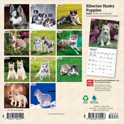 2026 BrownTrout Siberian Husky Puppies 7 x 7 Monthly Wall Calendar (9798330705597)