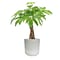 Desk Plants Money Tree in a Grey Large Mason pot (MTLMG)