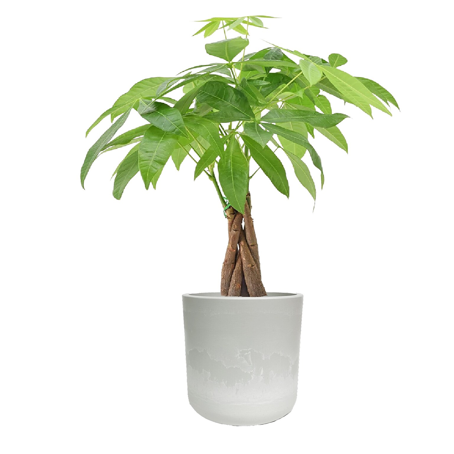 Desk Plants Money Tree in a Grey Large Mason pot (MTLMG)