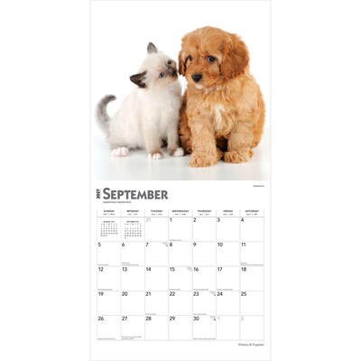 2027 BrownTrout Kittens & Puppies 12" x 12" Monthly Wall Calendar (9798330711796)