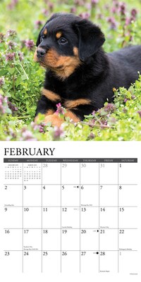 2025 Willow Creek Press Just Rottweiler Puppies 2025 Wall Calendar 12" x 12" (44681)