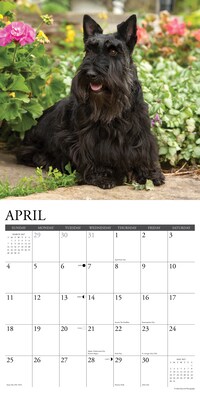 2027 Willow Creek Scotties 12" x 12" Monthly Wall Calendar, Assorted Colors (62203)