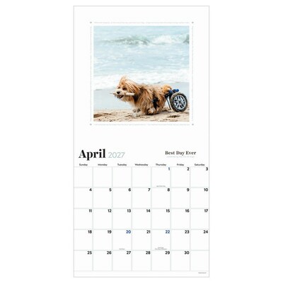 2027 TF Publishing Best Day Ever: Dogs 12" x 12" Monthly Wall Calendar (27-1001)