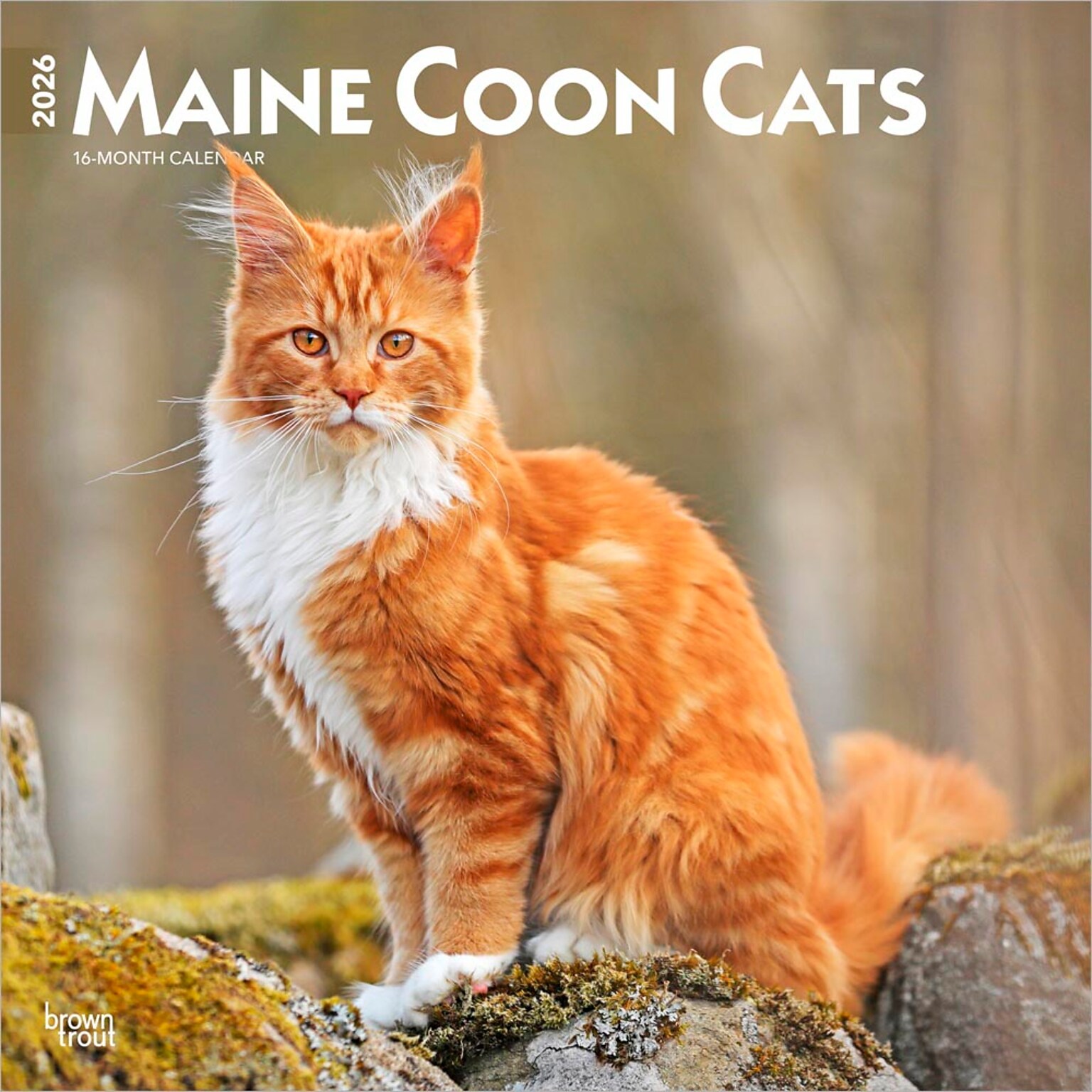 2026 BrownTrout Maine Coon Cats 12 x 12 Monthly Wall Calendar (9798330704460)