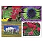 Medical Arts Press® Assorted Postcards; for Laser Printer; Bright Flower Assortment, 100/Pk