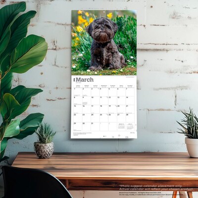 2026 BrownTrout Shih Tzu 12" x 12" Monthly Wall Calendar (9798330705535)