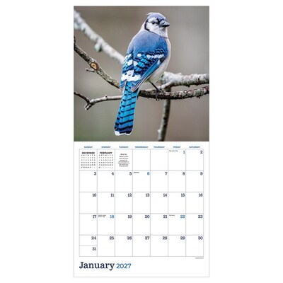 2027 TF Publishing Backyard Birds 12 x 11 Monthly Wall Calendar, Multicolored (27-1033)