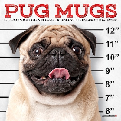 2027 Willow Creek Pug Mugs 7 x 7 Monthly Wall Calendar, Assorted Colors (64160)