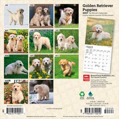 2027 BrownTrout Golden Retriever Puppies 7 x 7 Monthly Wall Calendar, Assorted Colors (9798330710010)