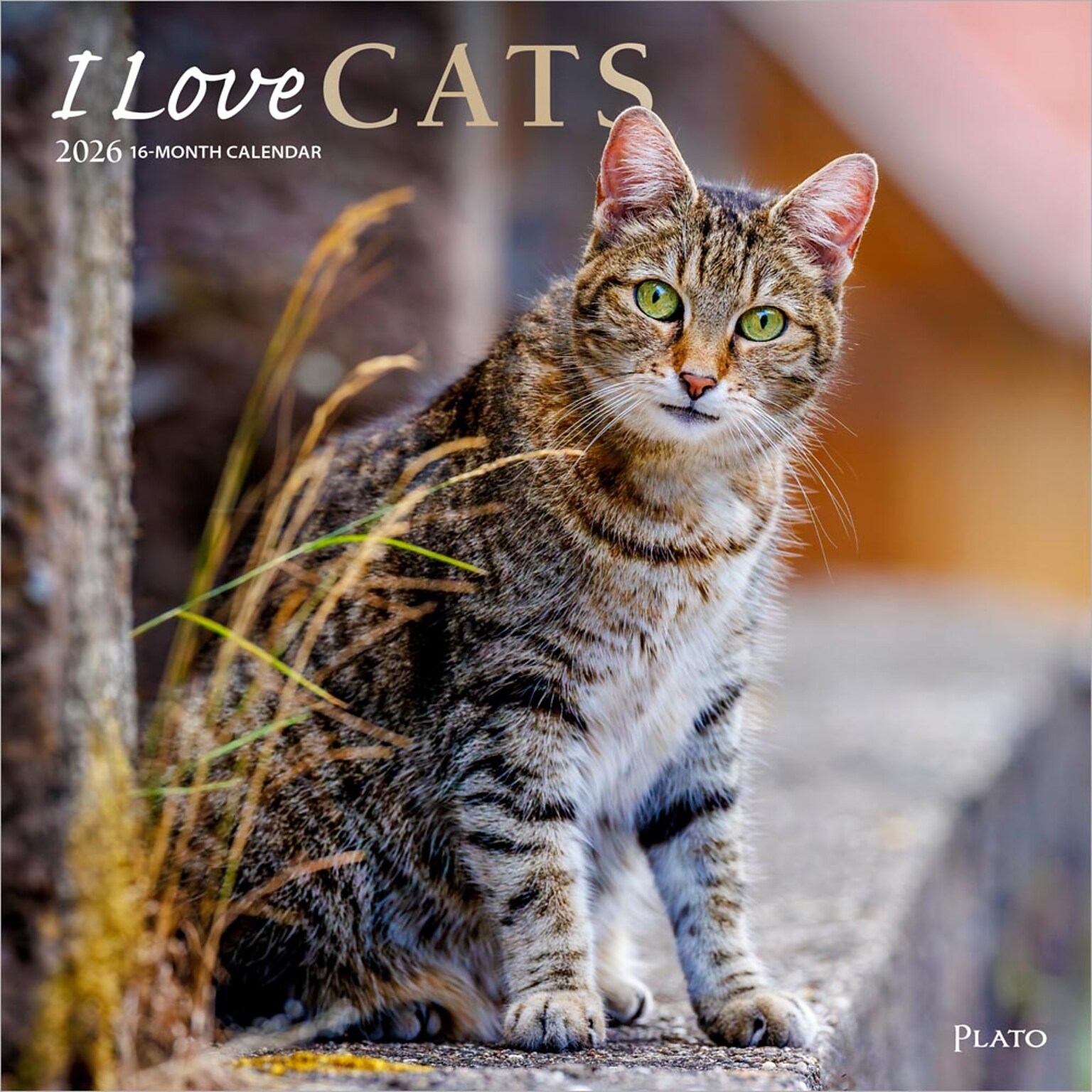 2026 Plato I Love Cats 12 x 12 Monthly Wall Calendar (9798330706808)