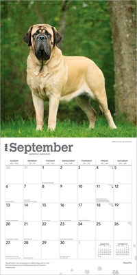 2026 BrownTrout Mastiffs 12" x 12" Monthly Wall Calendar (9798330704538)