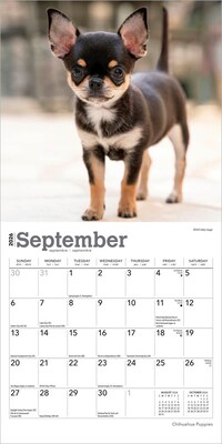 2026 BrownTrout Chihuahua Puppies 7" x 7" Monthly Wall Calendar (9798330702916)