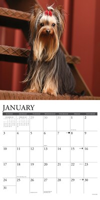2027 Willow Creek Yorkies 12" x 12" Monthly Wall Calendar, Assorted Colors (63118)