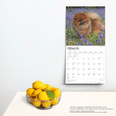 2025 BrownTrout Pomeranians 12" x 12" Monthly Wall Calendar (9781975477530)