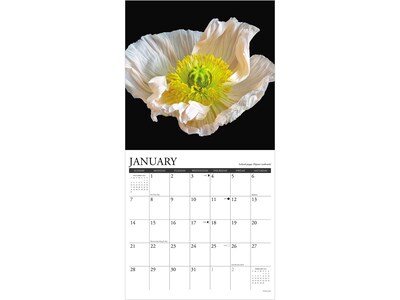 2024 Willow Creek Flowers 12" x 12" Monthly Wall Calendar (33517X)
