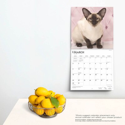 2025 BrownTrout Siamese Cats 12" x 12" Monthly Wall Calendar (9781975477769)