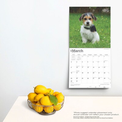 2025 BrownTrout Jack Russell Terrier Puppies 12" x 12" Monthly Wall Calendar (9781975477226)