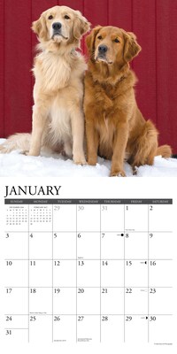 2027 Willow Creek Goldens 12" x 12" Monthly Wall Calendar (60476)