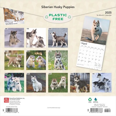 2025 BrownTrout Siberian Husky Puppies 12 x 12 Monthly Wall Calendar (9781975477783)