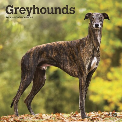 2023 BrownTrout Greyhounds 12 x 12 Monthly Wall Calendar (9781975451752)