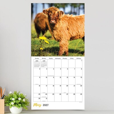 2027 TF Publishing Highland Cows 12" x 12" Monthly Wall Calendar, Multicolored (27-1061)