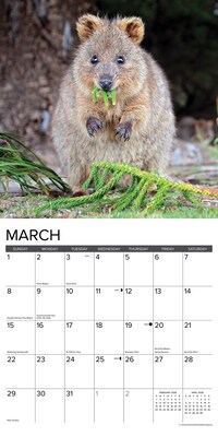 2026 Willow Creek Quokkas 12" x 12" Monthly Wall Calendar (52532)
