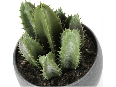 Monarch Specialties Inc. Succulents in Pots, 3/Pack (I 9587)