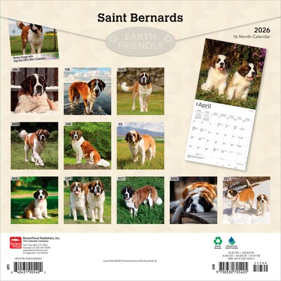 2026 BrownTrout Saint Bernards 12 x 12 Monthly Wall Calendar (9798330705405)
