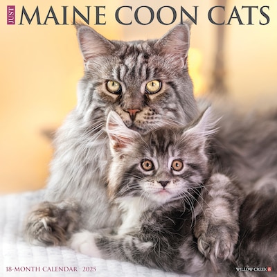 2025 Willow Creek Just Maine Coon Cats 12 x 12 Monthly Wall Calendar (43813)