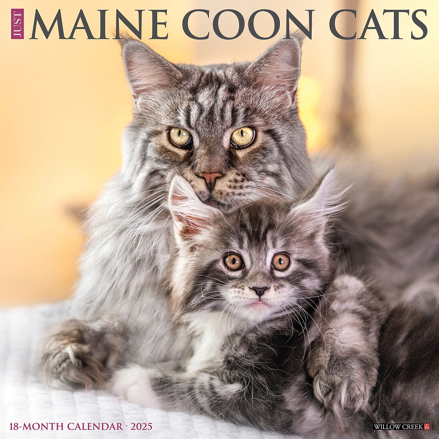 2025 Willow Creek Just Maine Coon Cats 12 x 12 Monthly Wall Calendar (43813)