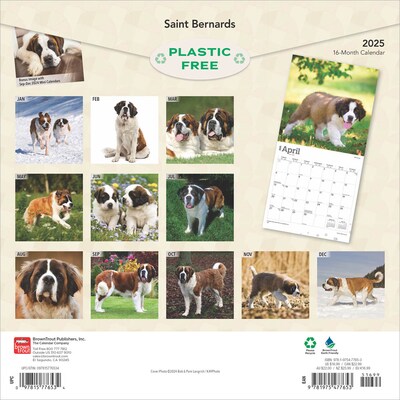 2025 BrownTrout Saint Bernards 12 x 24 Monthly Square Wall Calendar (9781975477653)