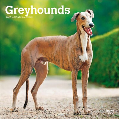 2027 BrownTrout Greyhounds 12 x 12 Monthly Wall Calendar (9798330712502)