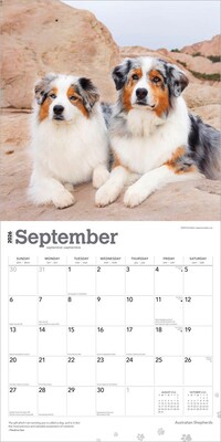 2026 BrownTrout Australian Shepherds 12" x 12" Monthly Wall Calendar (9798330702220)