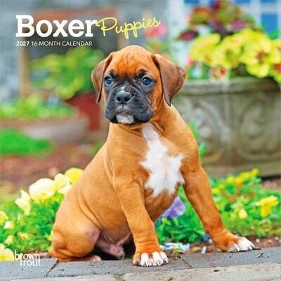 2027 BrownTrout Boxer Puppies 7 x 7 Monthly Wall Calendar, Assorted Colors (9798330709946)